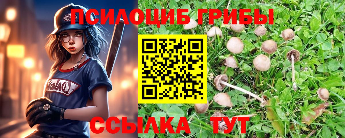 Галлюциногенные грибы Psilocybe Горно-Алтайск