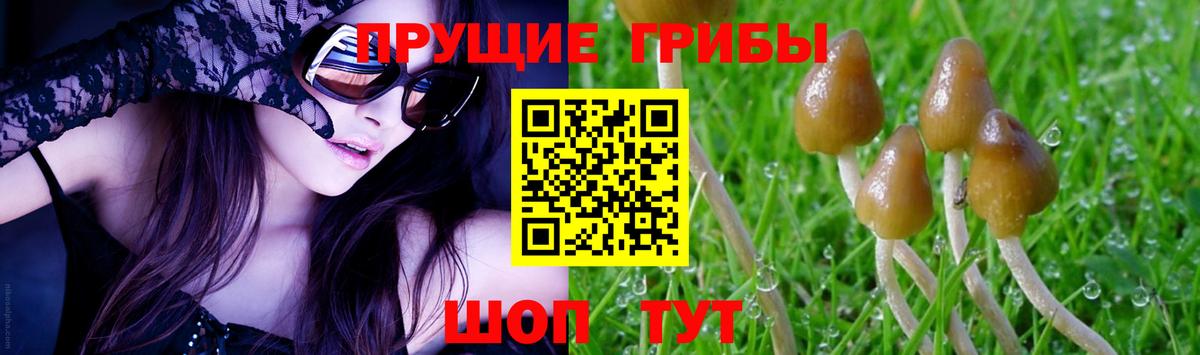 Псилоцибиновые грибы Psilocybine cubensis  Горно-Алтайск 